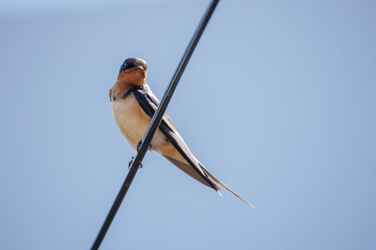 Barn Swallow (Hirundo rustica) perched on a wire against a blue sky.