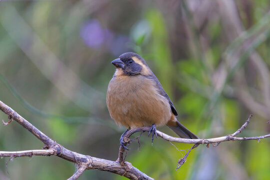 Male golden-billed saltator (Saltator aurantiirostris) perched on a branch.