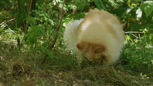 Fluffy Pomeranian Dog Lying Down and Resting in Grassy Forest Clearing