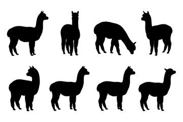Naklejka premium Silhouettes of eight alpacas grazing and standing in various poses.