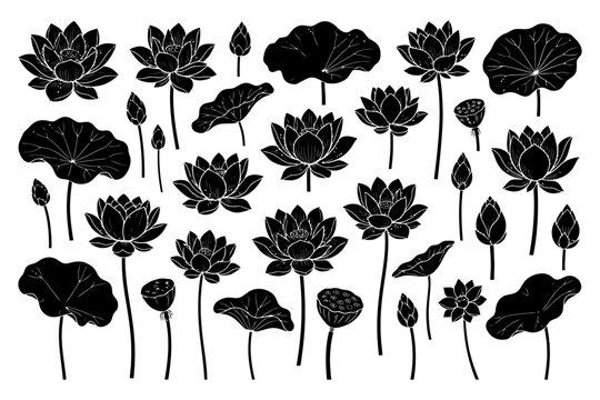 Black and white lotus flower drawings with leaves and buds.