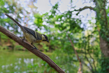 Juvenile Great Tit Parus major perched on branch in leafy woodland habitat © michal
