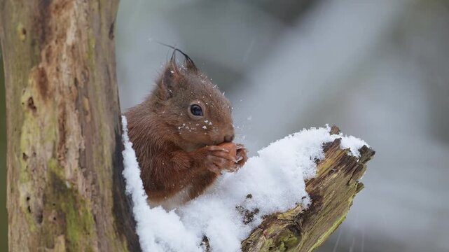 Red squirrel sitting on dead branch eating hazelnuts in the snowfall, portrait, european red squirrel, winter, north rhine westphalia, (sciurus vulgaris), germany