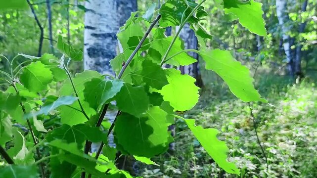Beautiful summer forest landscape with lush greenery, tall trees and sunny woodland scenery. A young alder tree sways its foliage under the spring sun.