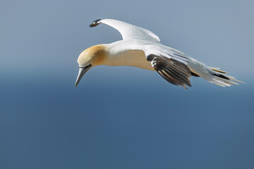 Fototapeta premium Northern Gannet Morus bassanus gliding low above blue sea near Helgoland cliffs
