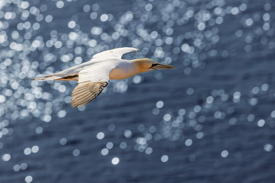 Northern gannet Morus bassanus glides above shimmering sea with elegant outstretched wings