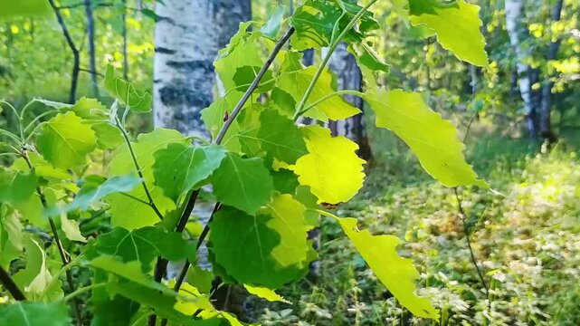 Fresh green alder leaves on branch in forest