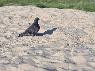 Fototapeta premium Wild pigeon standing on a sandy riverbank beside green vegetation and calm blue water in natural daylight. Outdoor wildlife scene with a soft blurred background and space for commercial nature and urb