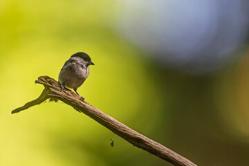 Marsh Tit perches quietly on branch against luminous green woodland background outdoors © michal