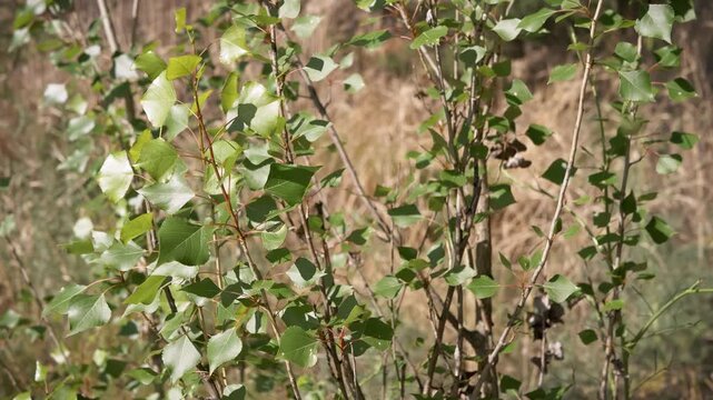 A close-up of vibrant green aspen leaves on thin branches glowing in the warm sunlight. Concept of spring growth, natural vitality, environmental conservation, and peaceful wilderness.