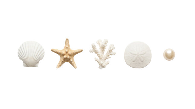 Isolated seashell, starfish, white coral, sand dollar, and pearl set, ocean sea life elements transparent PNG, marine treasure collection cutout