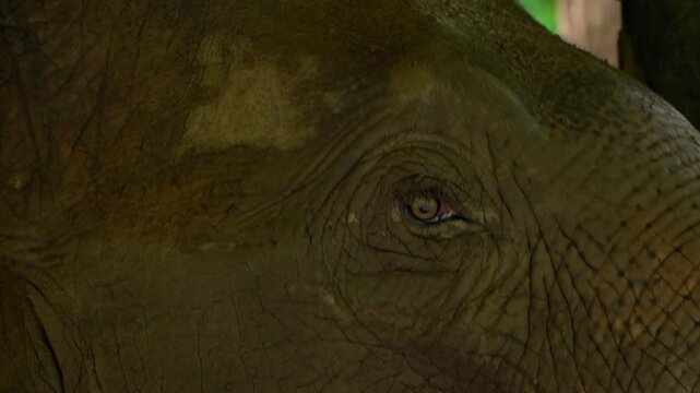 Close-up portrait of an elephant eye with detailed wrinkled skin texture, highlighting the beauty and character of a majestic wildlife animal