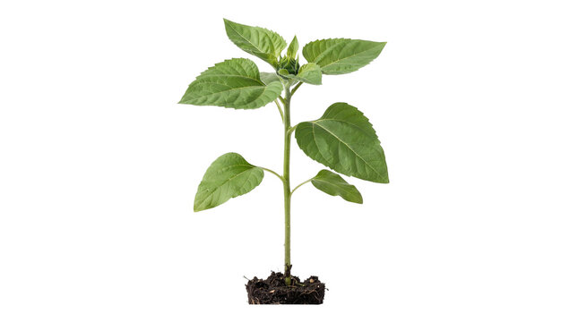 Young green plant sprout with soil, growing seedling on white background, organic gardening and agriculture concept
