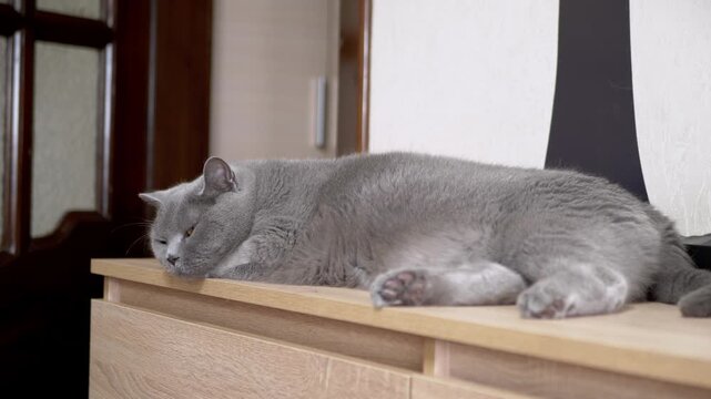 A sleepy gray British Shorthair cat lies comfortably on top of a wooden dresser in a modern room. Concept of domestic pet care, animal relaxation, and cozy home lifestyle.