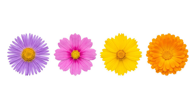 Colorful Flower Heads Collection Isolated Cutout PNG Element, Vibrant Spring Summer Floral Set for Graphic Design