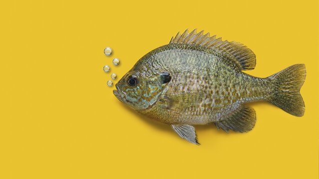 A colorful Bluegill sunfish swims in side profile against a vibrant, solid yellow studio background with bubbles rising, AI generated