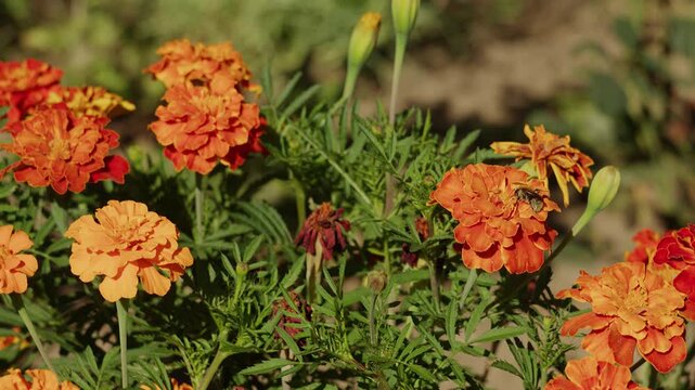 Vibrant Orange Marigold Flowers Blooming in a Sunny Garden Landscape