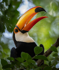 A toucan in the Pantanal, Brazil © Harry Collins