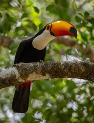Naklejka premium A toucan in the Pantanal, Brazil