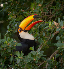 A toucan in the Pantanal, Brazil © Harry Collins