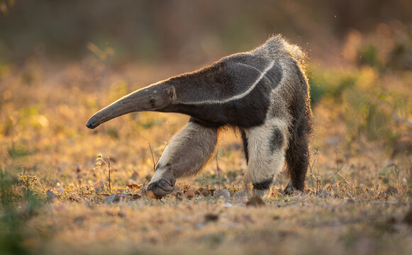 A giant anteater in Brazil