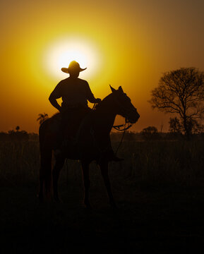 Cowboy on a ranch rounding cattle 