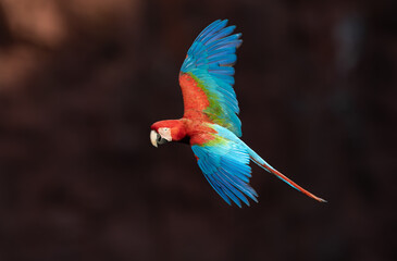 A red and green macaw in the Pantanal, Brazil © Harry Collins