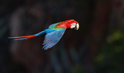 A red and green macaw in the Pantanal, Brazil © Harry Collins