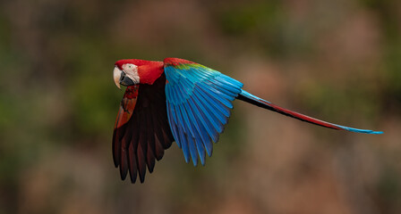 A red and green macaw in the Pantanal, Brazil © Harry Collins