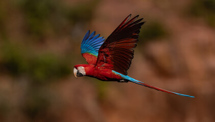 A red and green macaw in the Pantanal, Brazil © Harry Collins