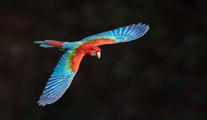 A red and green macaw in the Pantanal, Brazil © Harry Collins