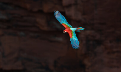 A red and green macaw in the Pantanal, Brazil © Harry Collins