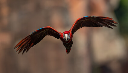 A red and green macaw in the Pantanal, Brazil © Harry Collins