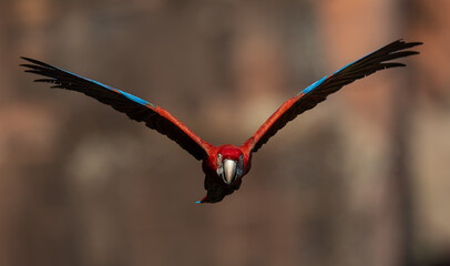 A red and green macaw in the Pantanal, Brazil © Harry Collins