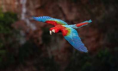 A red and green macaw in the Pantanal, Brazil © Harry Collins