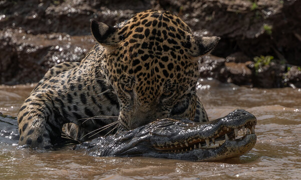 A jaguar hunting caiman in Brazil