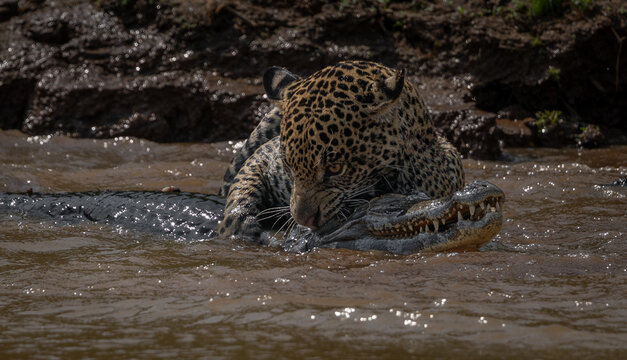 A jaguar hunting caiman in Brazil