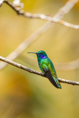 Naklejka premium Lesser violetear hummingbird perching on a dry branch