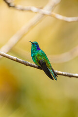 Naklejka premium Hummingbird perched on branch with shimmering green plumage