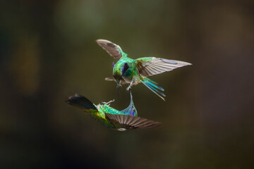 Naklejka premium Green violetear hummingbirds fighting mid-air for territory