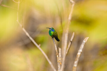 Naklejka premium Hummingbird perching on branch showing iridescent green feathers