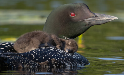 A common loon in northern Maine  © Harry Collins