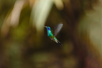 Naklejka premium Hummingbird flying with iridescent green and blue plumage
