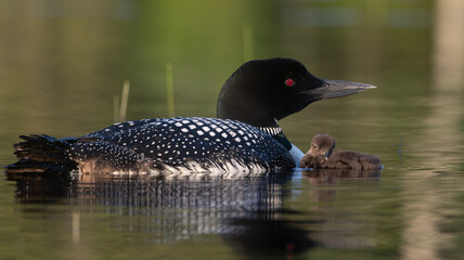 A common loon in northern Maine  © Harry Collins