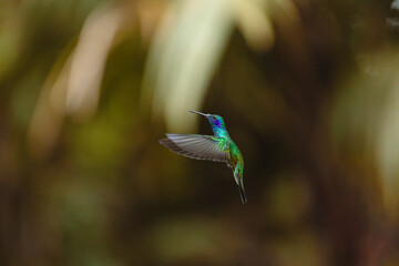 Naklejka premium Hummingbird flying with iridescent green blue feathers