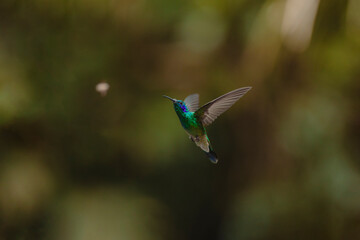 Naklejka premium Hummingbird flying with iridescent green plumage in nature