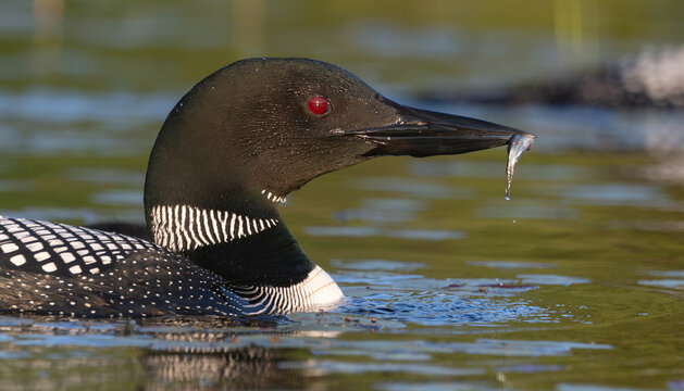A common loon in northern Maine 
