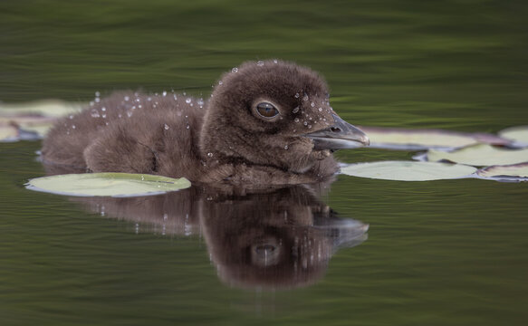A common loon in northern Maine 