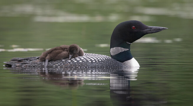 A common loon in northern Maine 