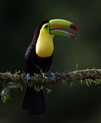 A toucan in Costa Rica  © Harry Collins
